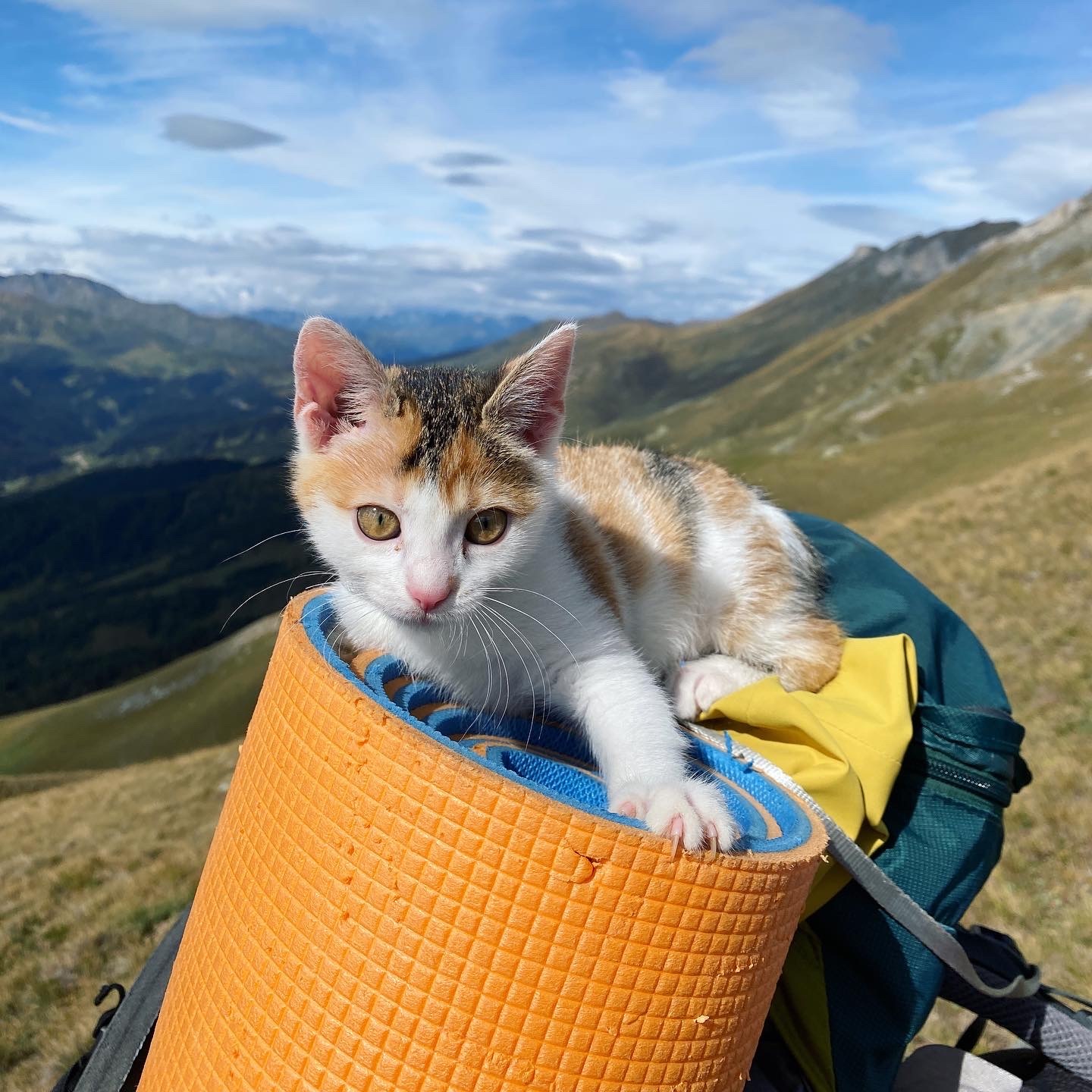 Leia is a tourist - My, Tricolor cat, Mountain tourism, Pets, Longpost, cat