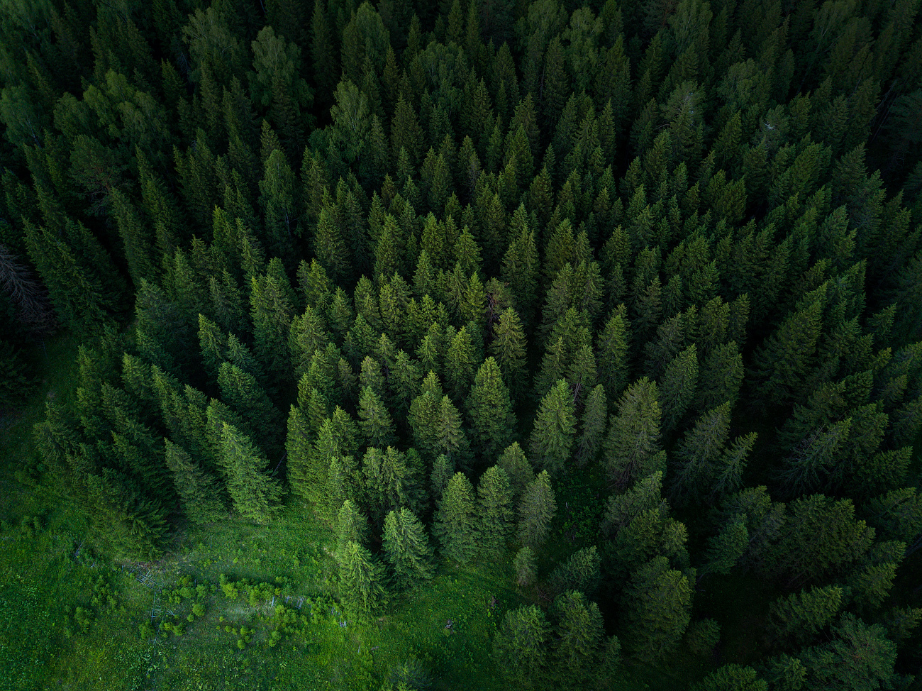 Forest in the Perm Territory - My, Forest, Landscape, The photo