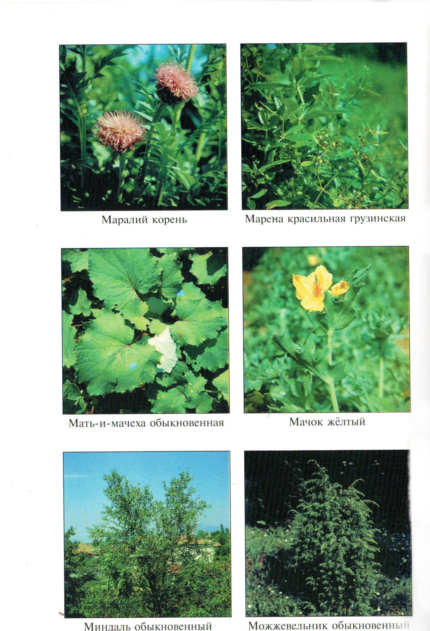 Scans with plants - Biology, League of biologists, Longpost