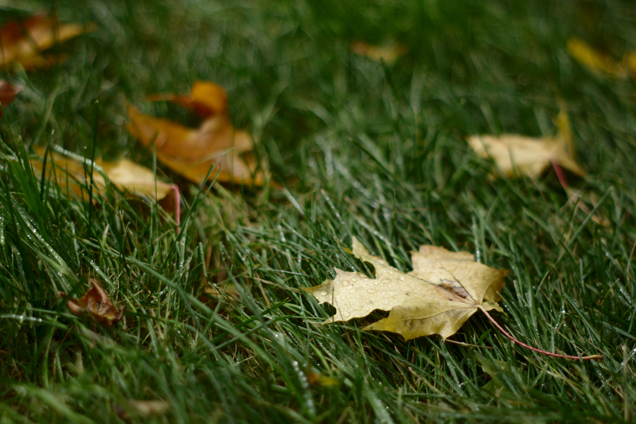 Autumn today - My, The photo, Autumn, Longpost