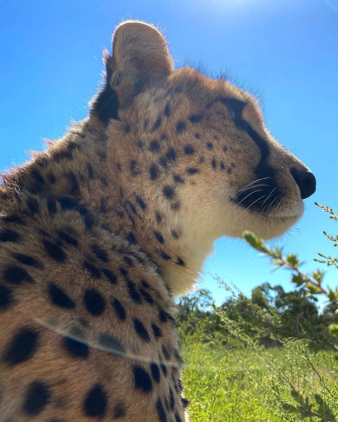 solar predator - Cheetah, Small cats, Cat family, Wild animals, Milota, Wild cat center, Australia, Reserves and sanctuaries, , Positive, Predatory animals, The photo