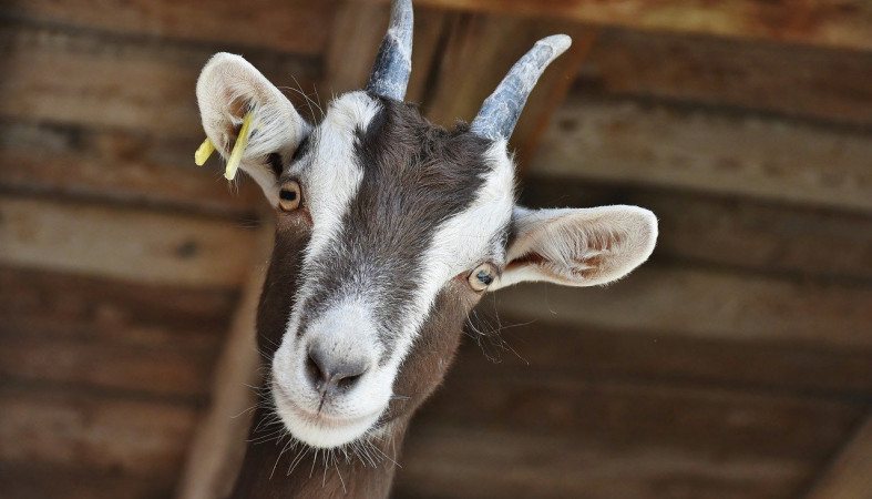 Two pregnant goats ran away in the center of Petrozavodsk - news, Petrozavodsk, Карелия, Ptz