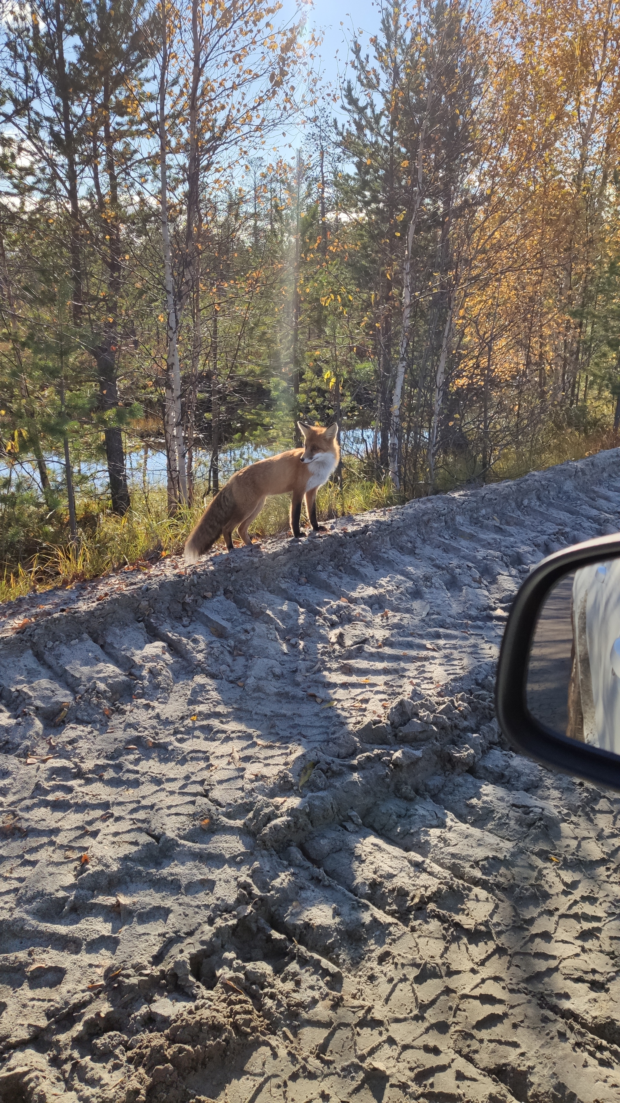 Red in the sun! - My, Fox, The photo, YaNAO, Longpost, Wild animals, Predatory animals, Redheads