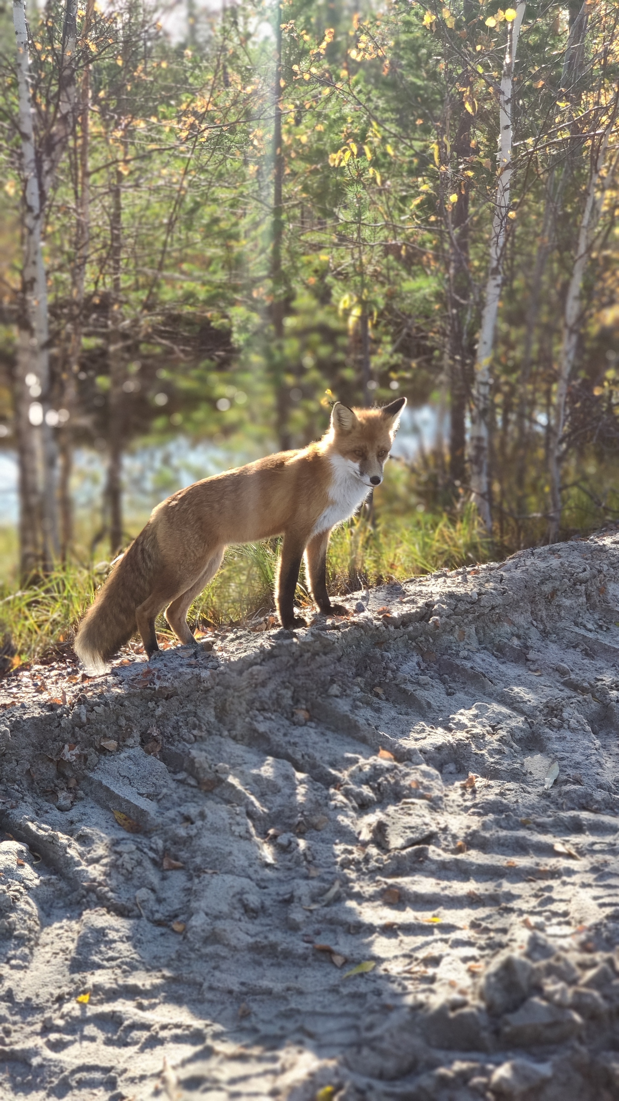 Red in the sun! - My, Fox, The photo, YaNAO, Longpost, Wild animals, Predatory animals, Redheads