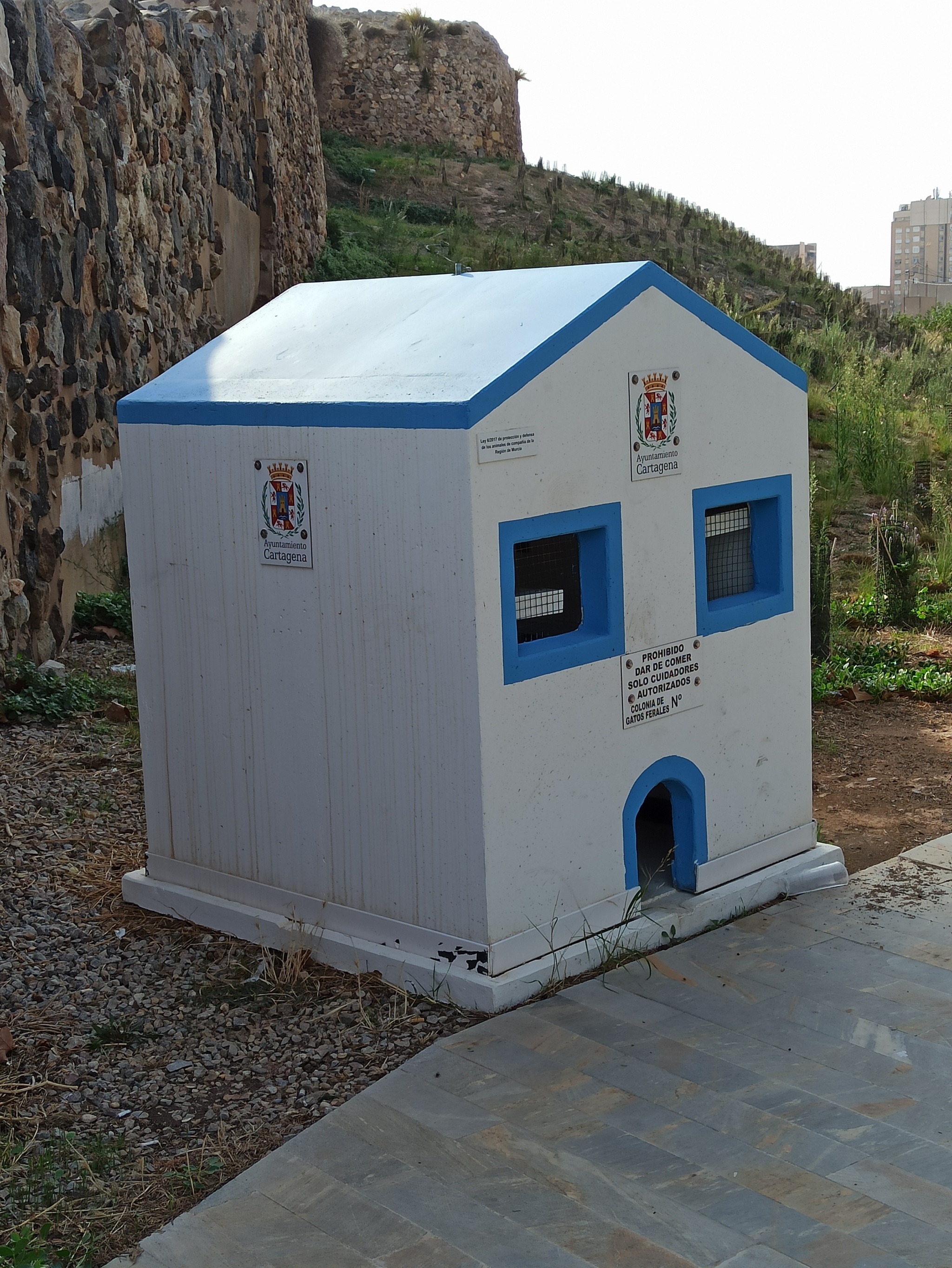 cat house - My, Spain, Cartagena, cat, , Longpost