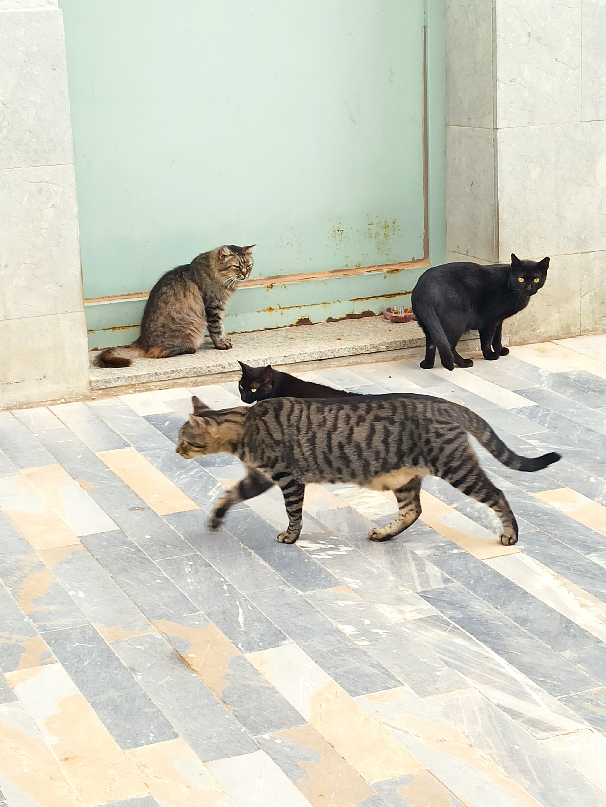 Коты в Испании