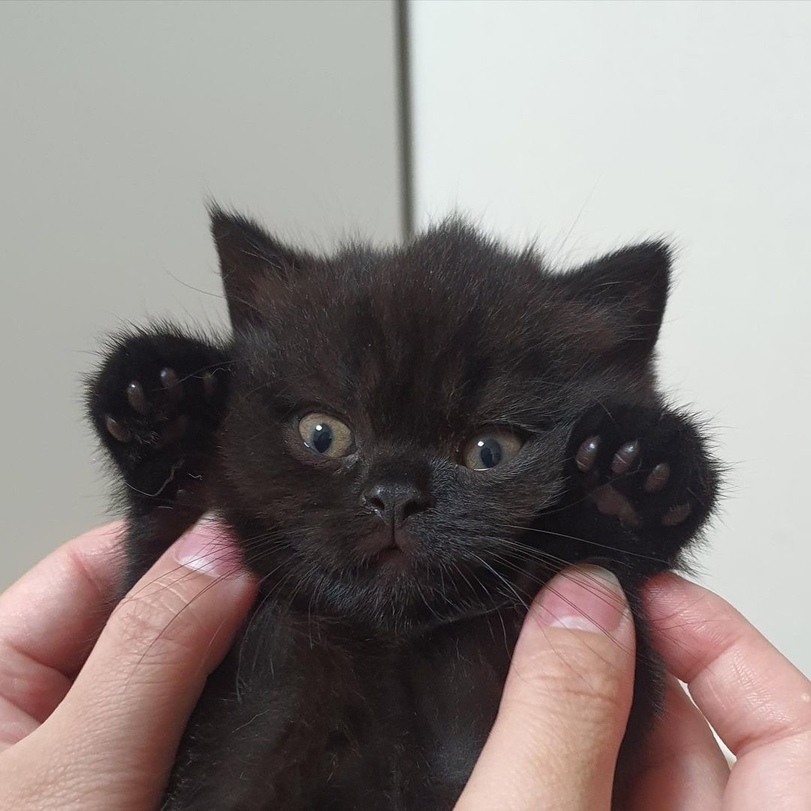 Лапки вверх! Вы задержаны по подозрению в маленькости! - Котята, Кот, Лапки, Милота, Черный кот