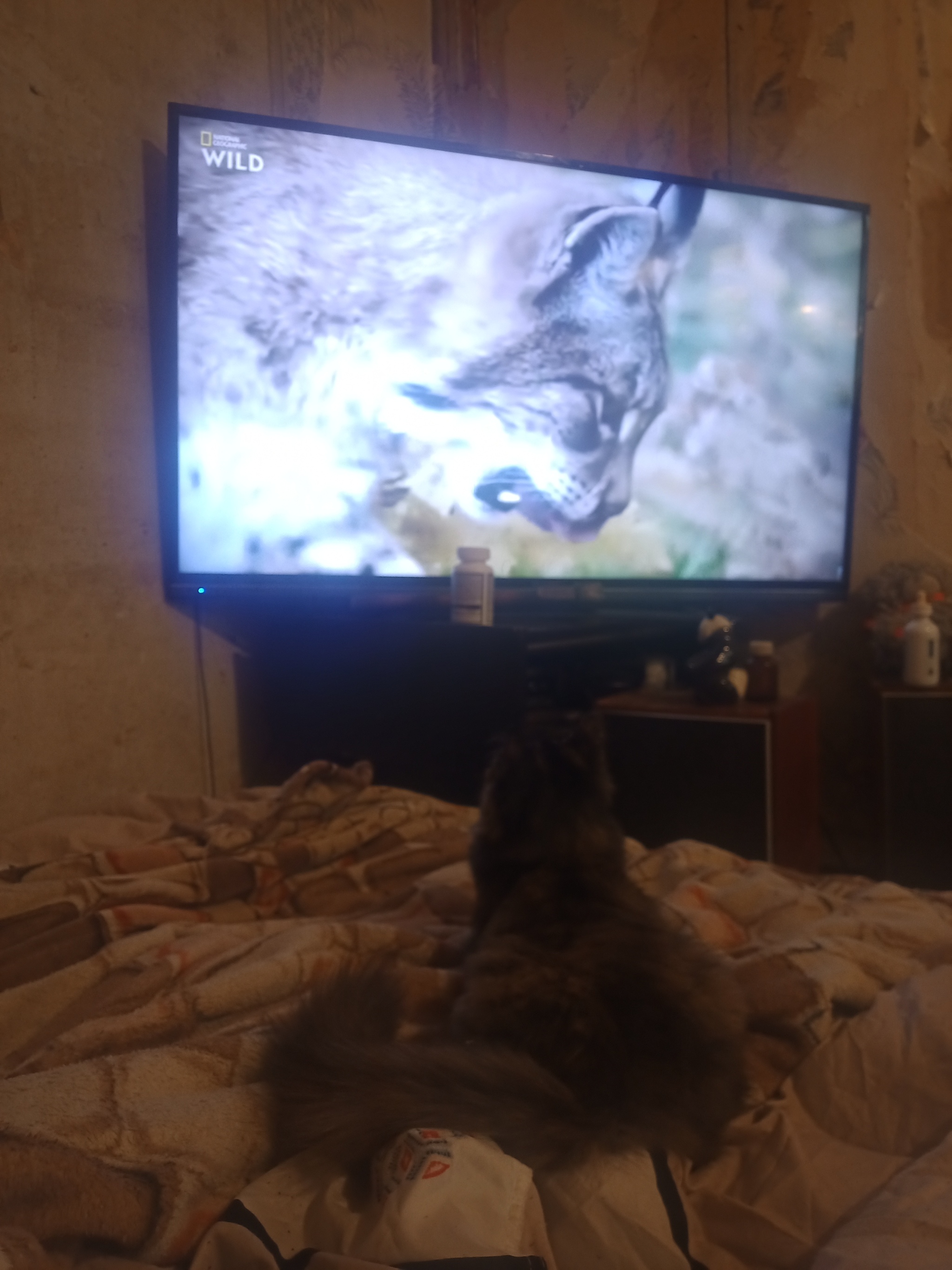 Interesting - My, cat, Tricolor cat, TV set, Longpost