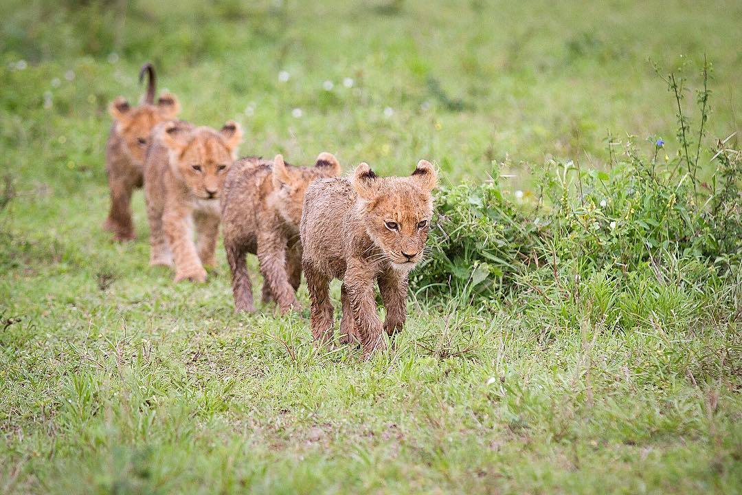 We will survive. - a lion, Lion cubs, Big cats, Cat family, Predatory animals, Wild animals, wildlife, South Africa, , The photo, Young, Reserves and sanctuaries, Survivor