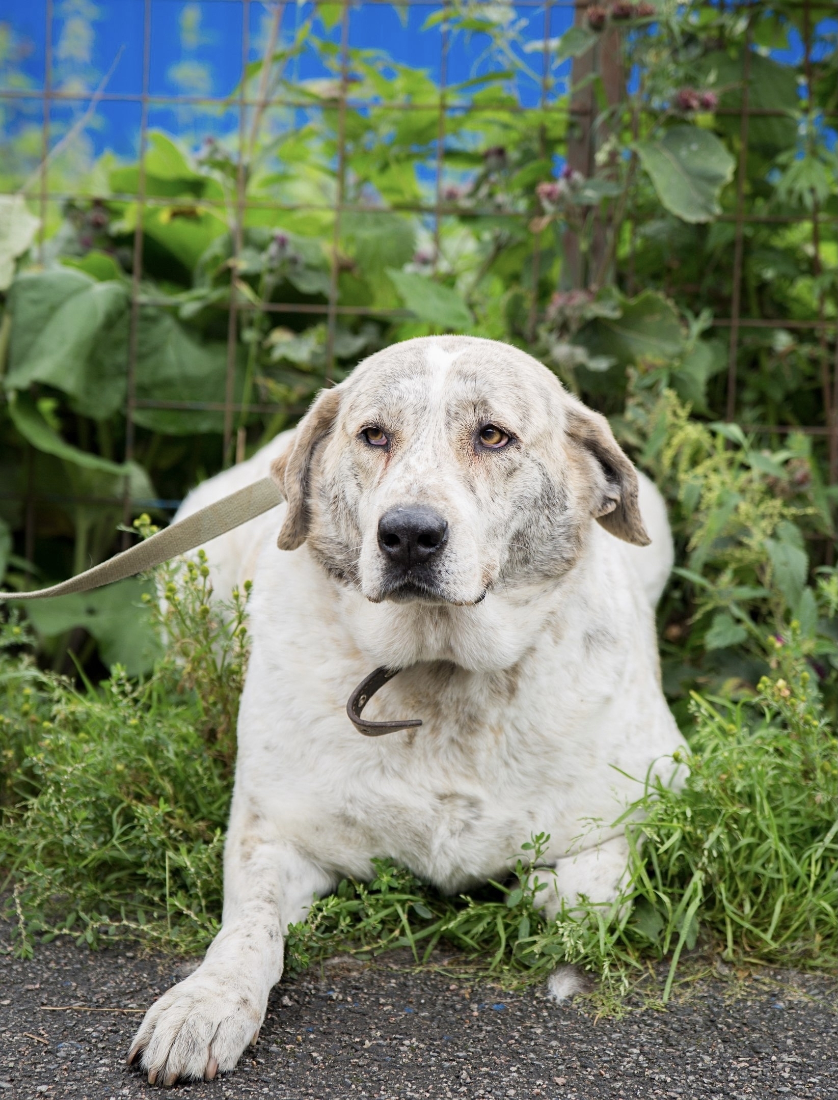 Meet Juliet - Dog, In good hands, Animal shelter, Saint Petersburg, Shelter Rzhevka, No rating, Longpost