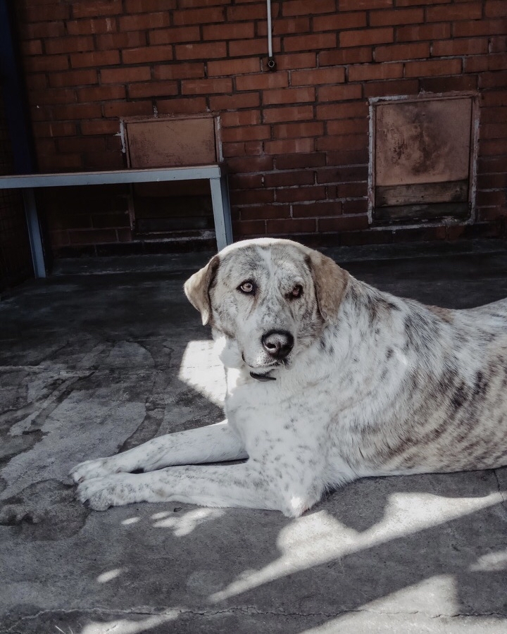 Meet Juliet - Dog, In good hands, Animal shelter, Saint Petersburg, Shelter Rzhevka, No rating, Longpost