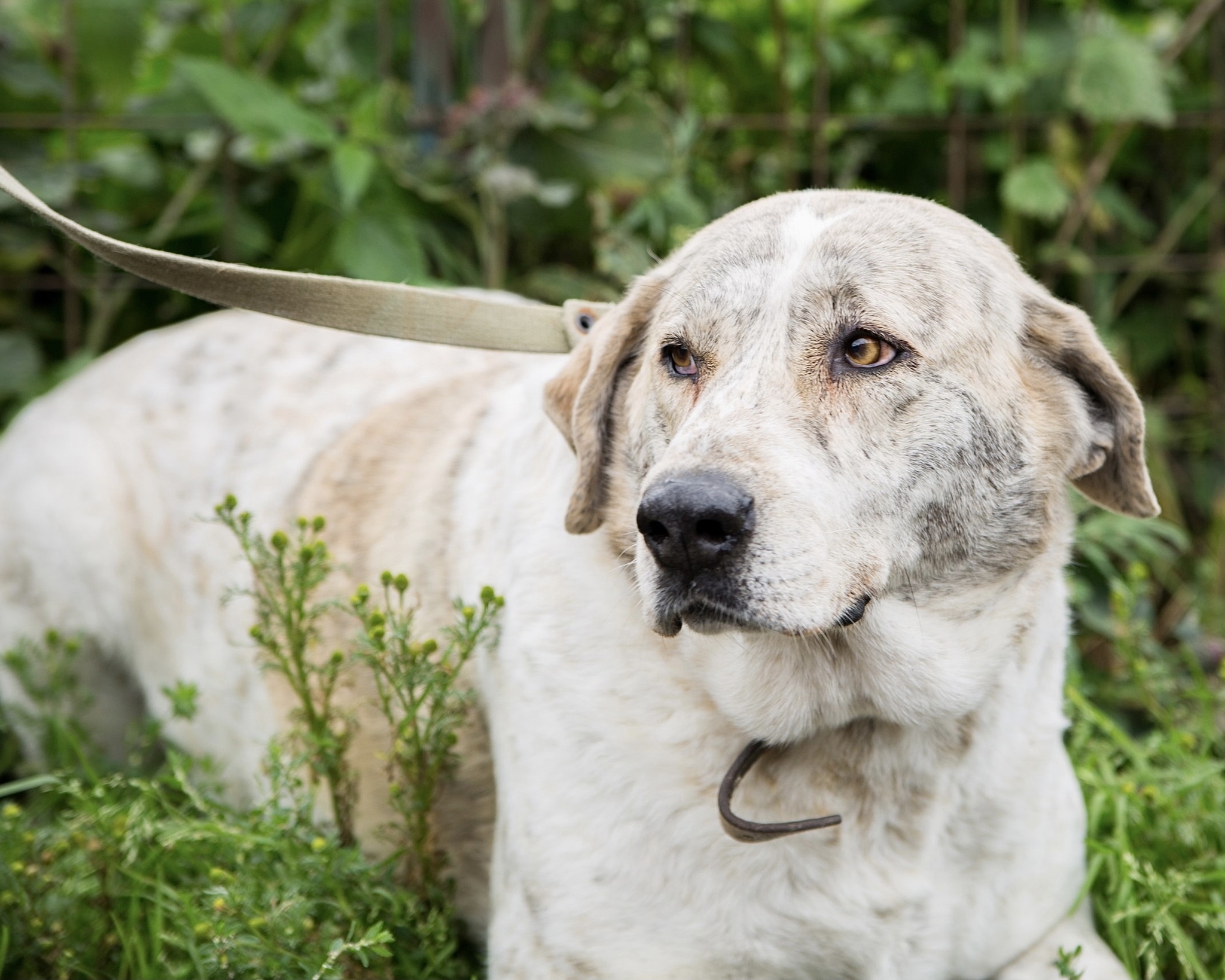 Meet Juliet - Dog, In good hands, Animal shelter, Saint Petersburg, Shelter Rzhevka, No rating, Longpost