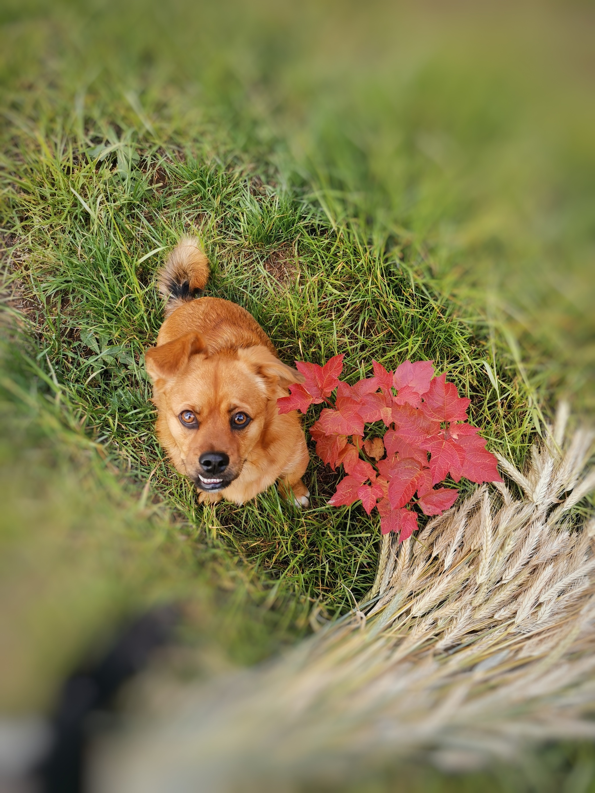 Kalina, rye, bagel - My, Dog, Pets, Red viburnum, Rye, Autumn, Mobile photography, Honor