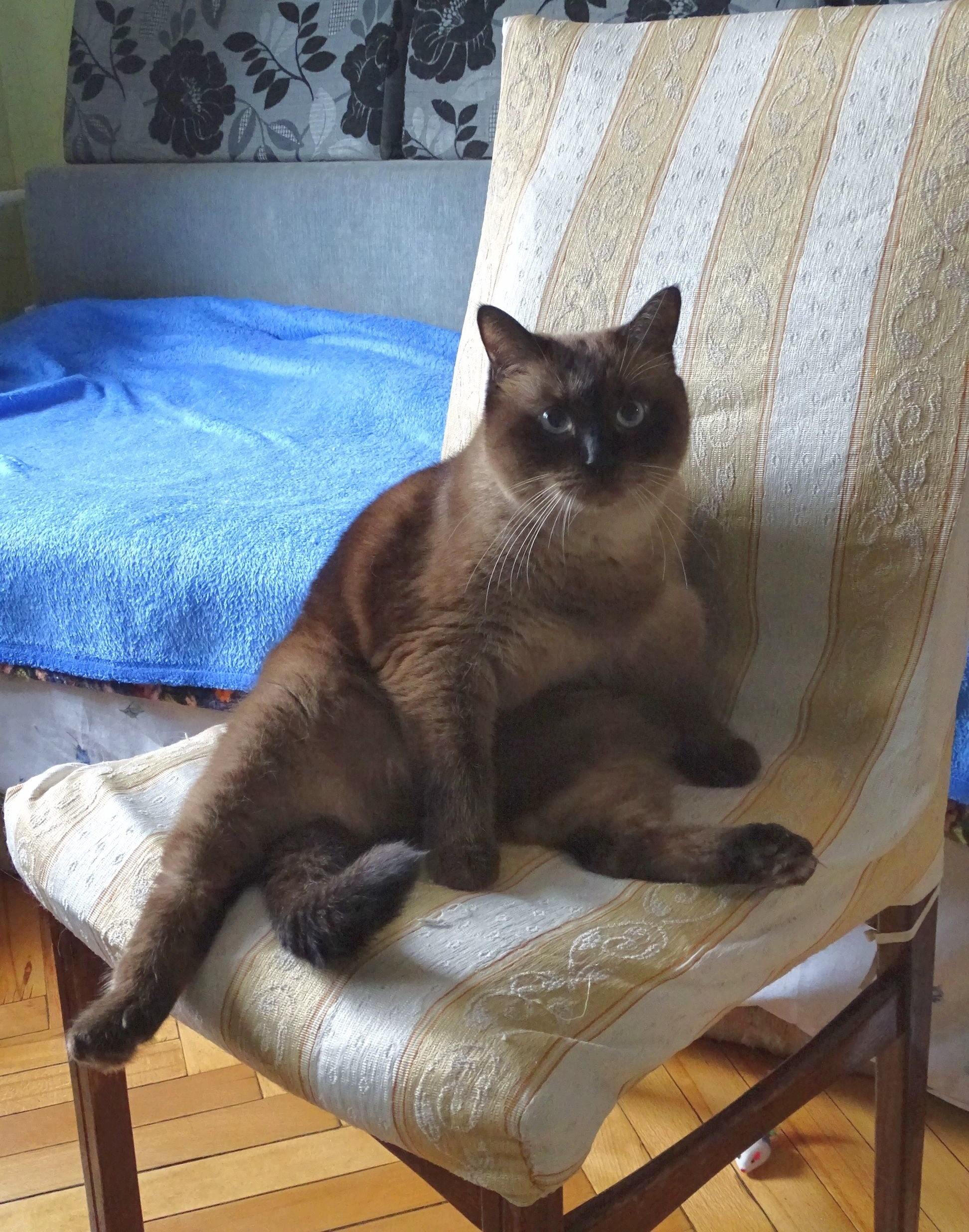 Is sitting - My, cat, Thai cat, Chair, Sits well