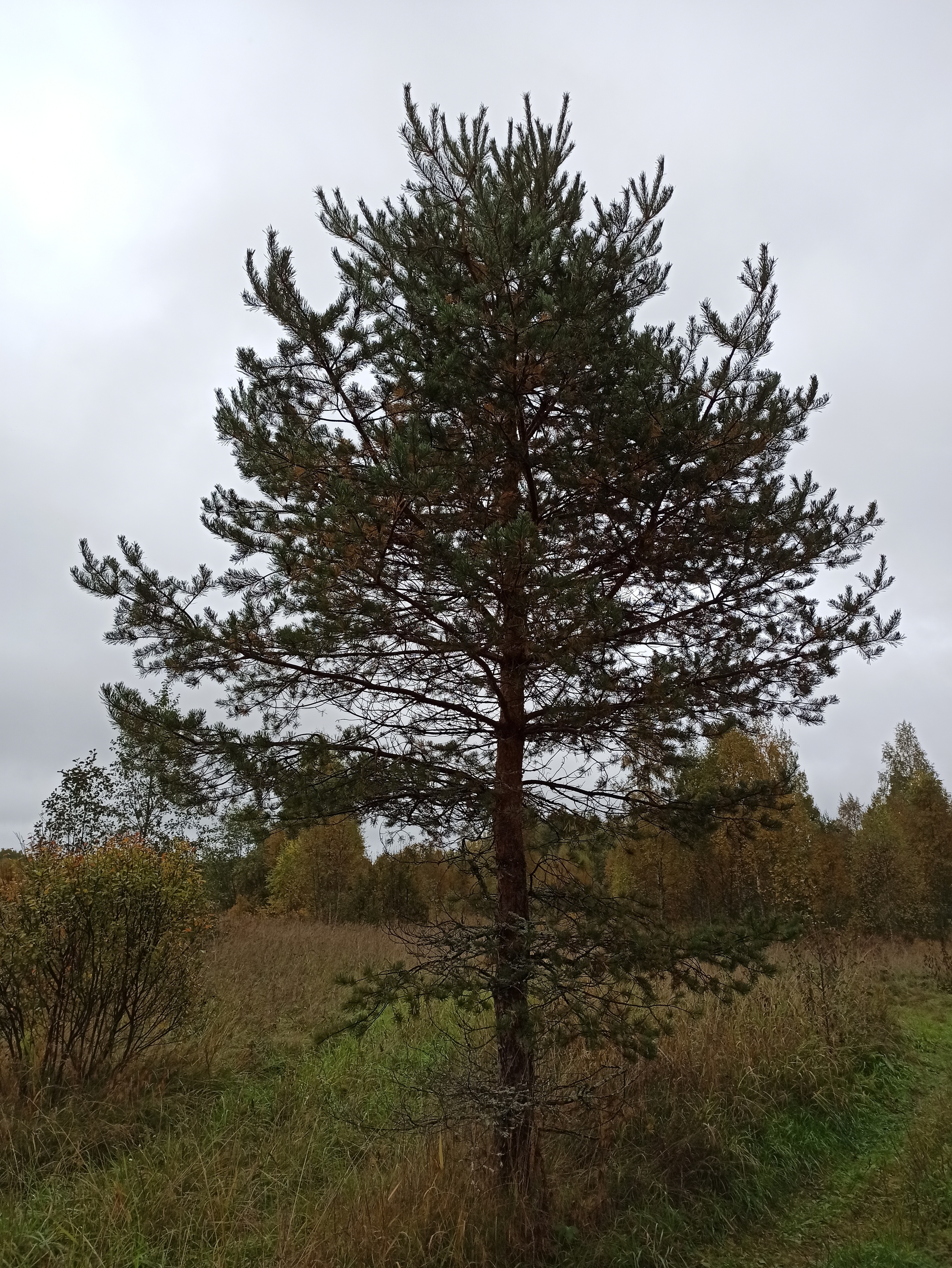 Malkel fortified area of ??the Mannerheim line - My, Karelian Isthmus, Mannerheim Line, Dog, Pillbox, Longpost