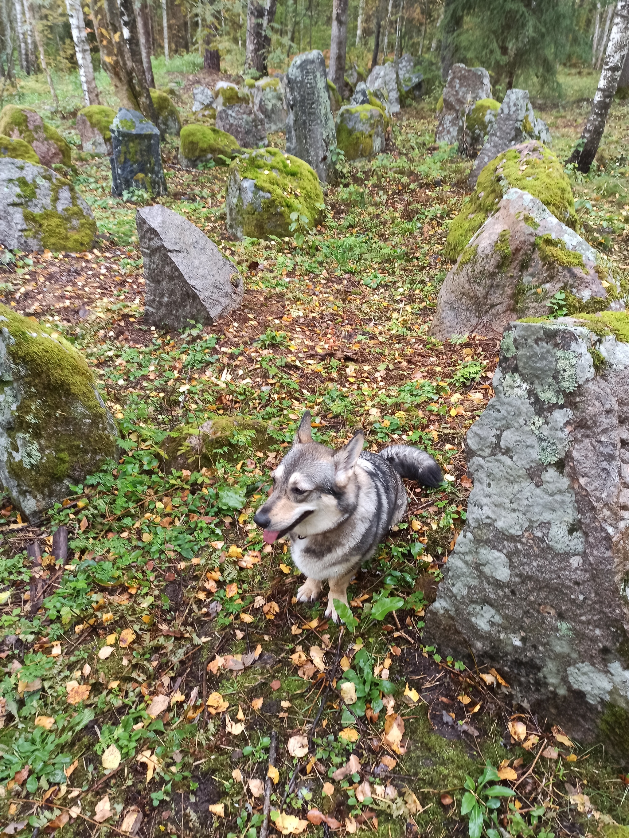 Malkel fortified area of ??the Mannerheim line - My, Karelian Isthmus, Mannerheim Line, Dog, Pillbox, Longpost