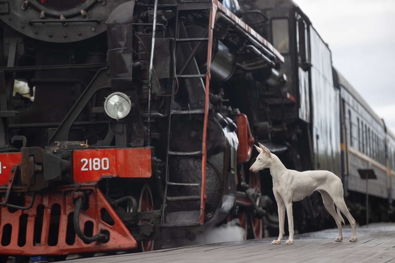 Barbara in Karelia. - My, Dog days, Podenko Ibitsenko, Dog, Longpost