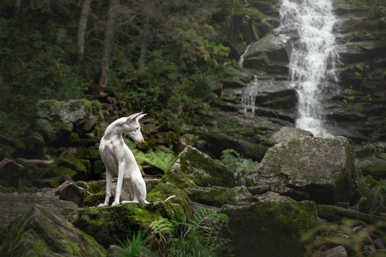 Barbara in Karelia. - My, Dog days, Podenko Ibitsenko, Dog, Longpost