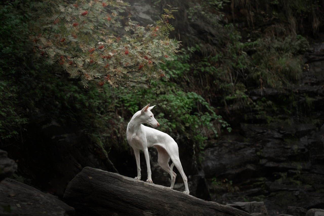 Barbara in Karelia. - My, Dog days, Podenko Ibitsenko, Dog, Longpost