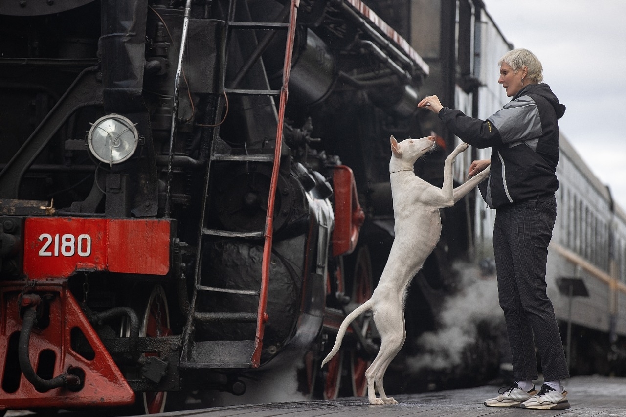 Barbara in Karelia. - My, Dog days, Podenko Ibitsenko, Dog, Longpost