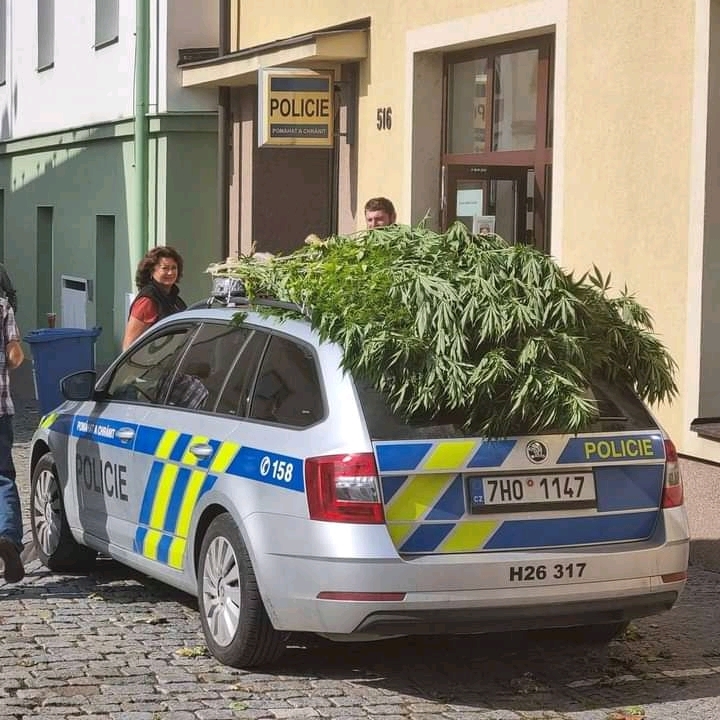 When you're a cop but love to smoke - Czech, Police, Hemp, Drugs, Longpost