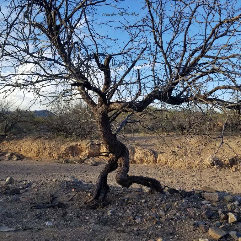 treant escape - Ents, Tree, The photo