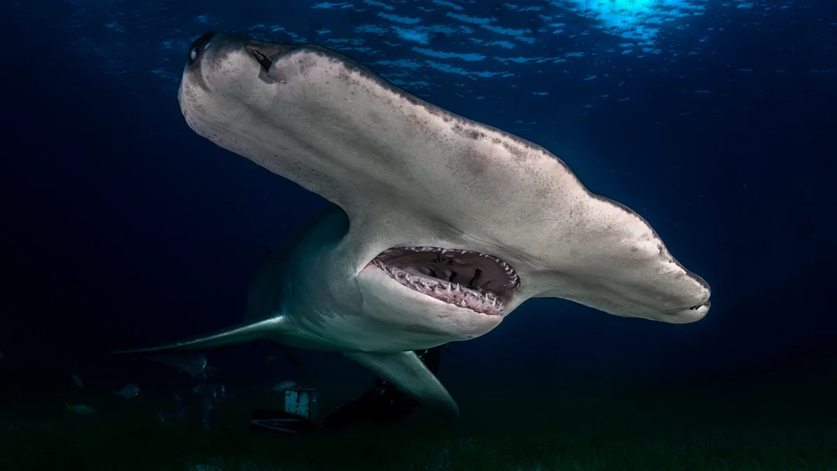 Почему у акулы-молота голова в форме молота?