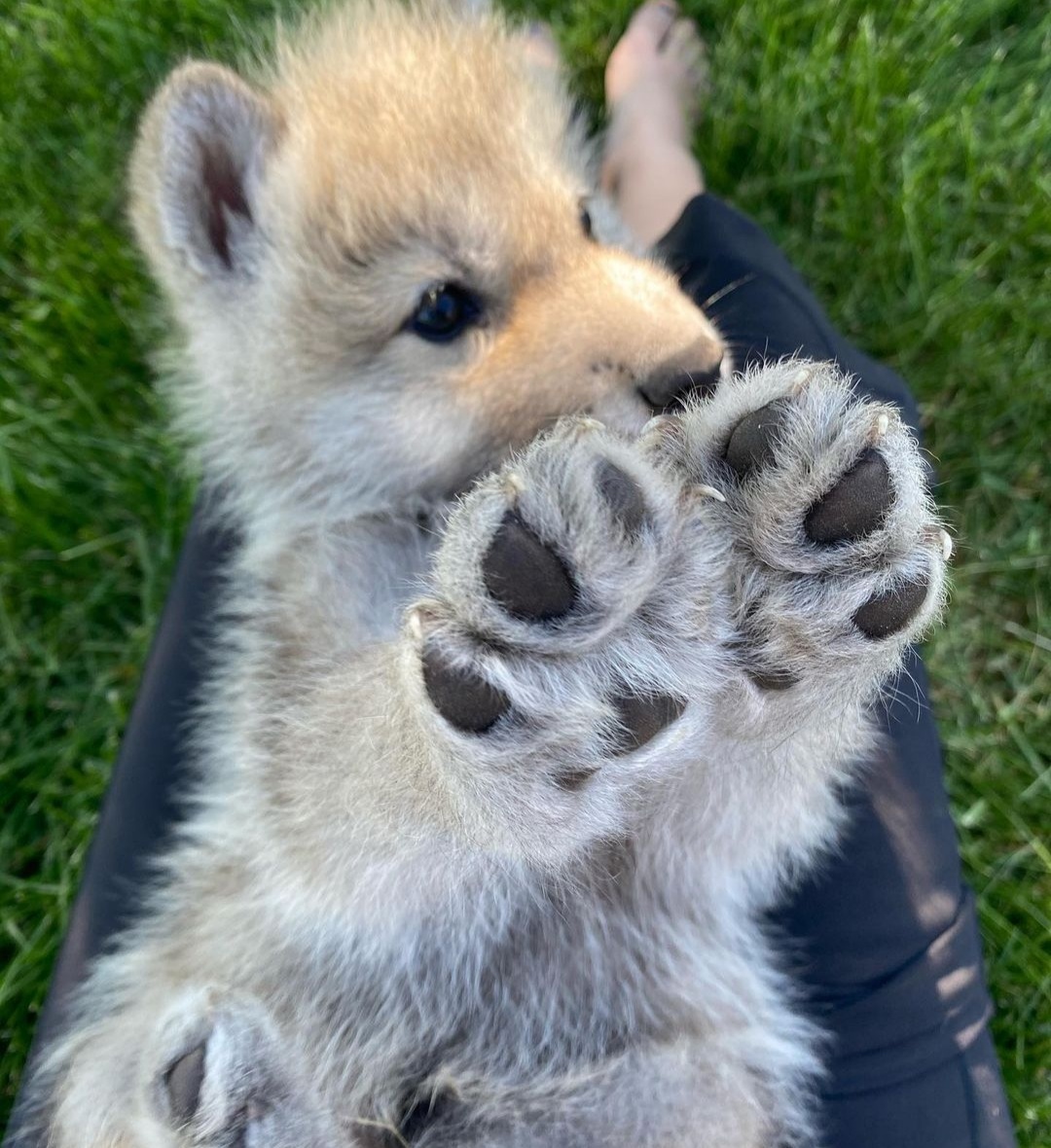 Little predator - Wolf, Wild animals, Puppies, Paws, Milota, Cubs, Longpost