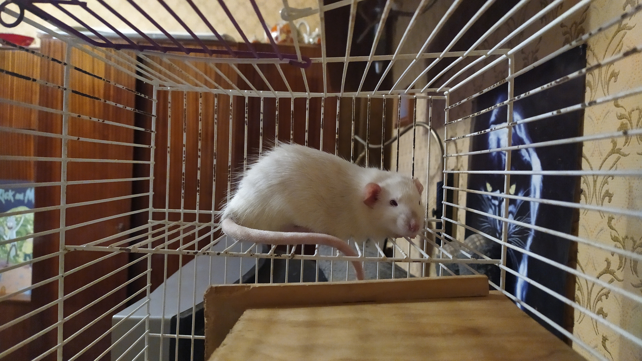 Rat days 2.3 - Rat, Decorative rats, Pets, Animals, Longpost