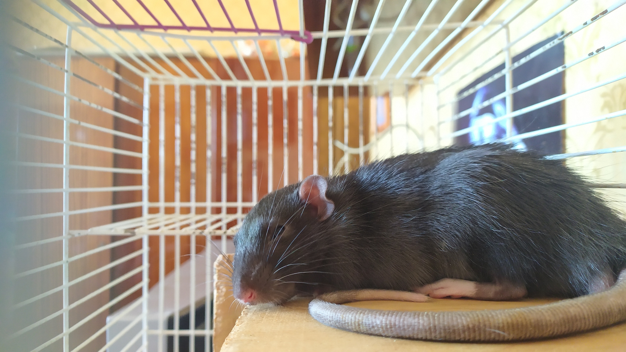 Rat days 2.3 - Rat, Decorative rats, Pets, Animals, Longpost