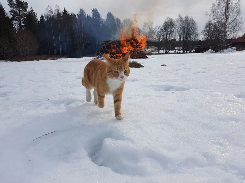 FIRE: экстремальная экономия ради ранней пенсии - Моё, Инвестиции, Деньги, Пенсия, Образ жизни, Кот, Мысли, Жизнь, Длиннопост