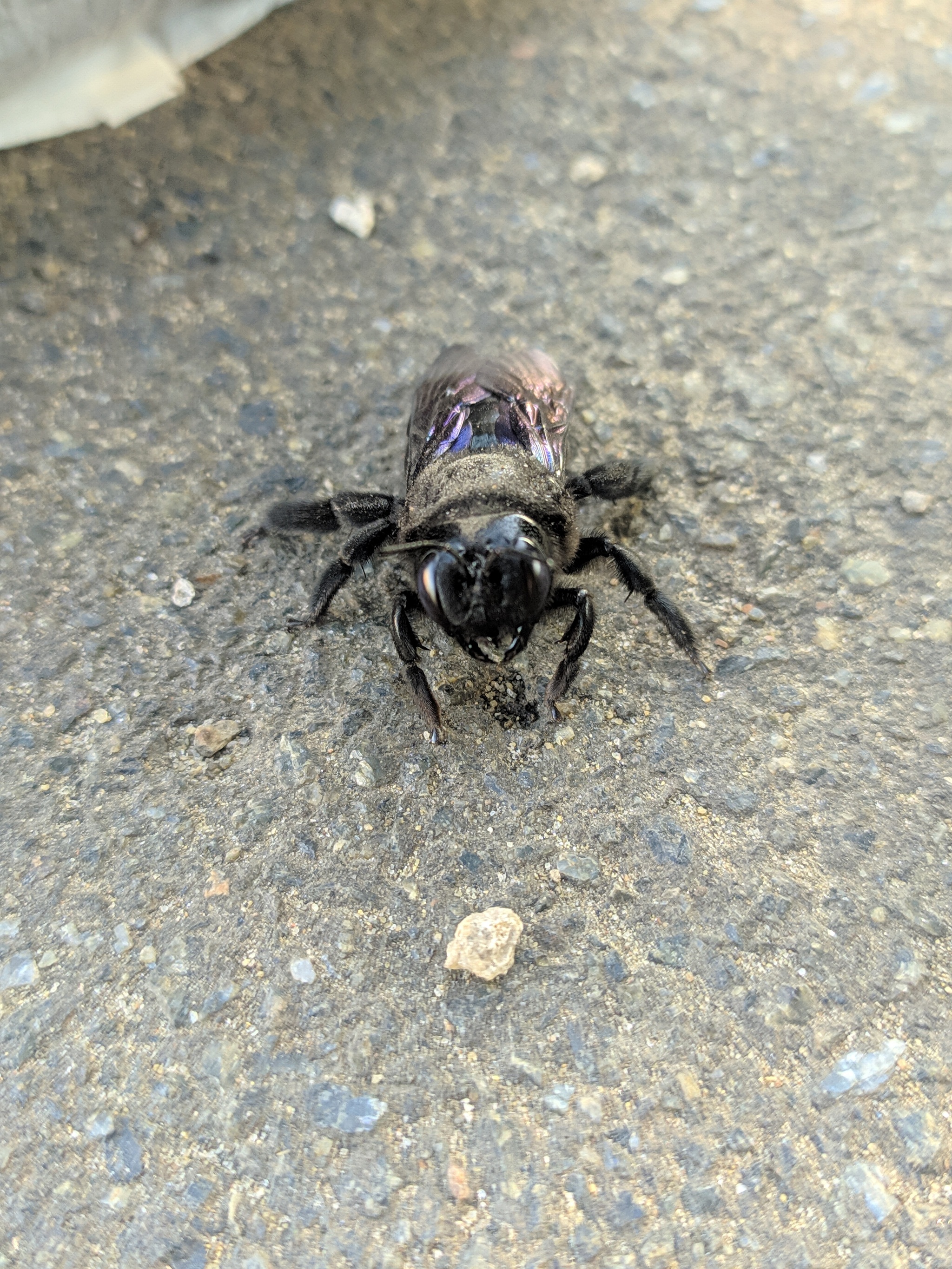 Big, beautiful beetle - My, Bees, Insects, Longpost, The photo, Xylocopa