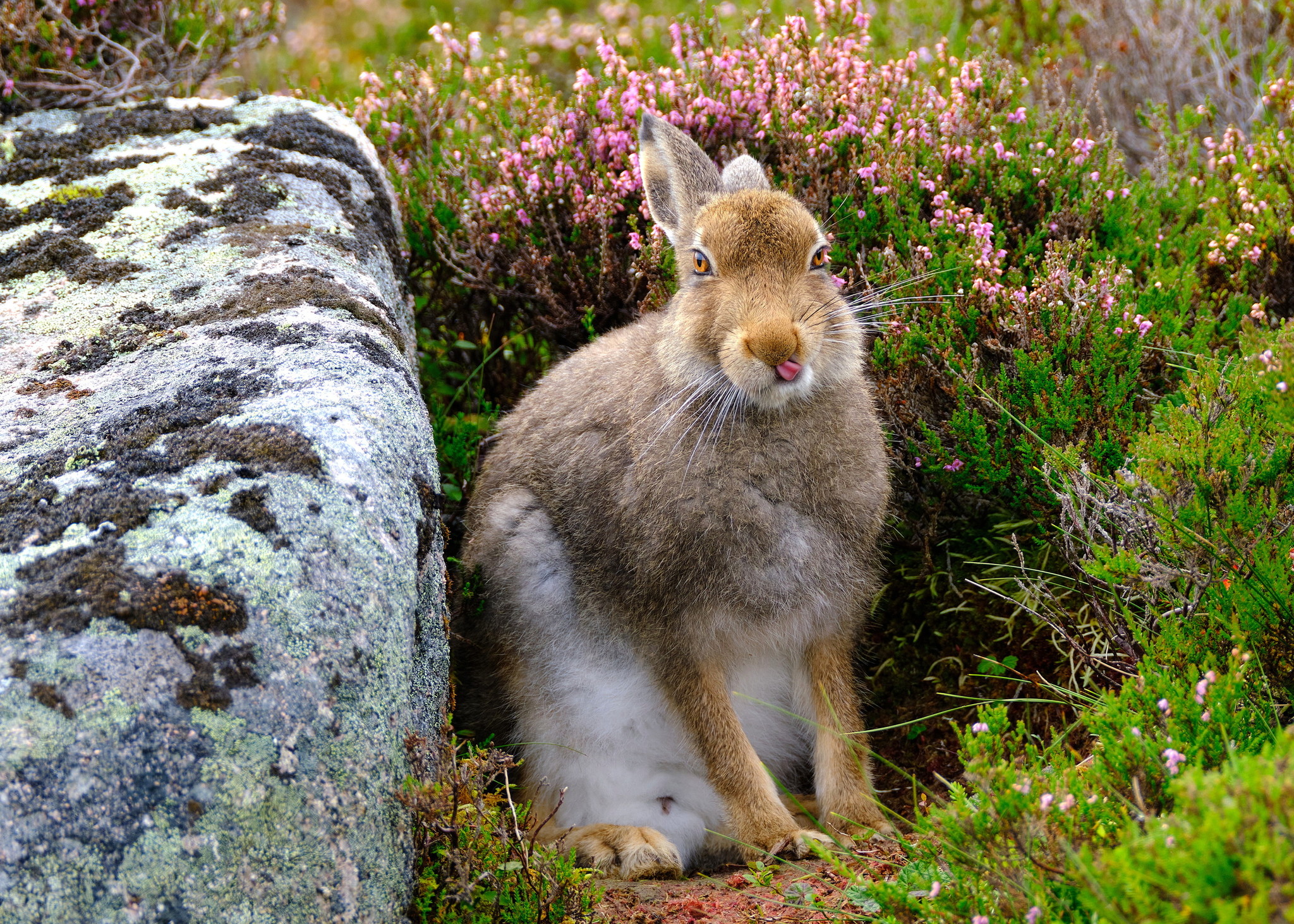 Take away the camera! - Hare, Wild animals, National park, Scotland, Longpost