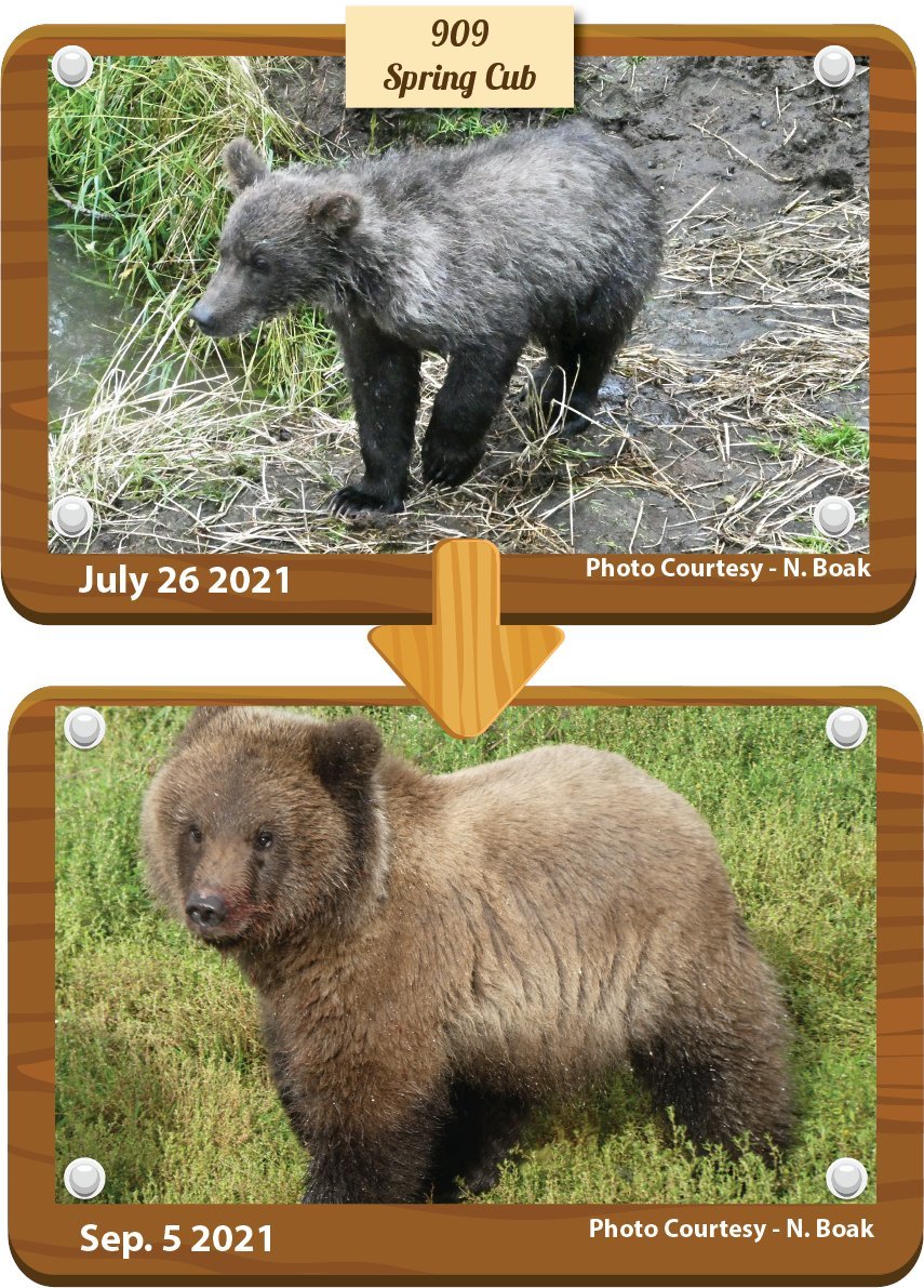 The fattest teddy bear was chosen in Alaska - The Bears, Teddy bears, Wild animals, Interesting, Competition, National park, Alaska, Longpost