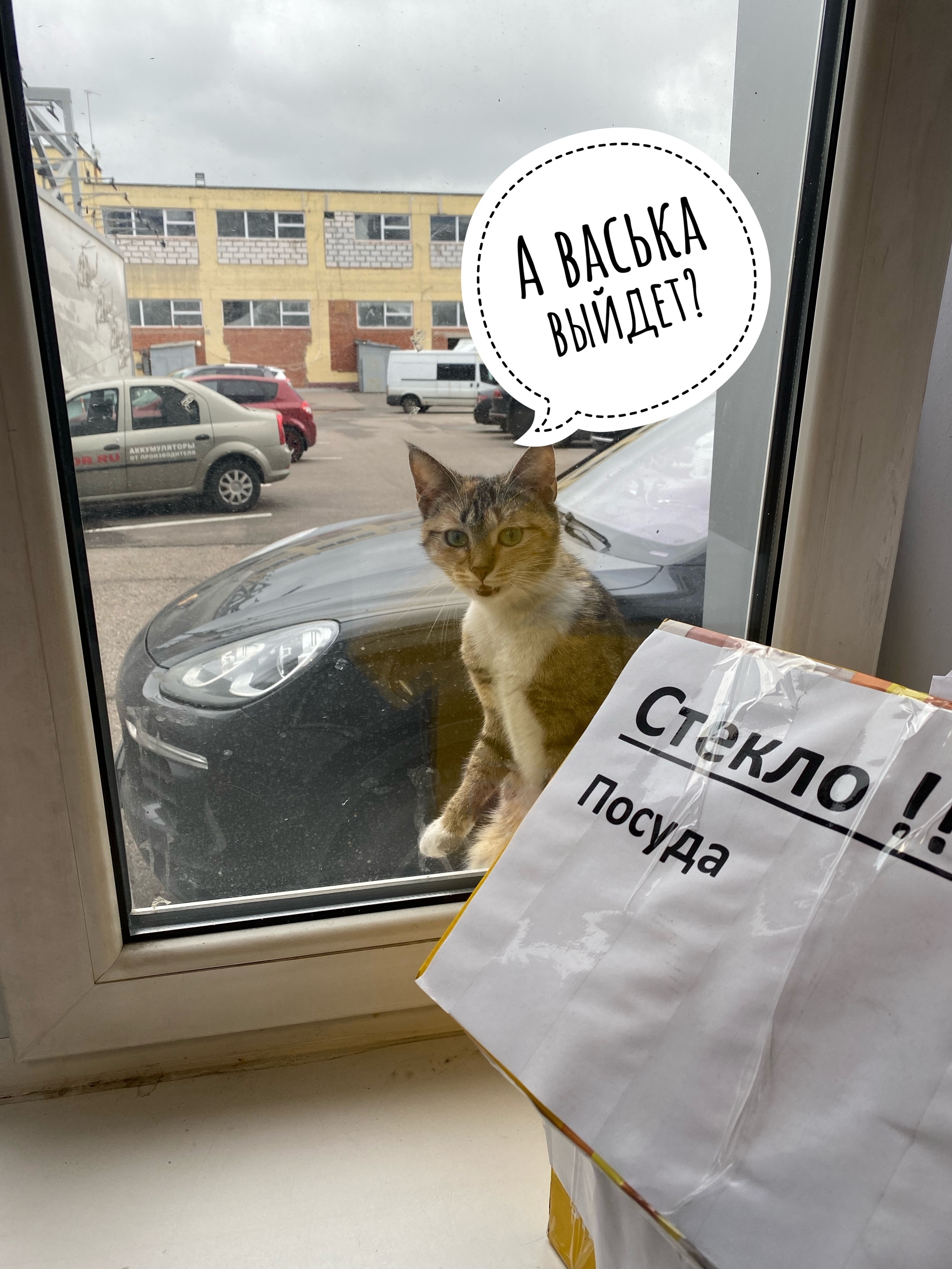 Will Vaska come out? - My, cat, Friend