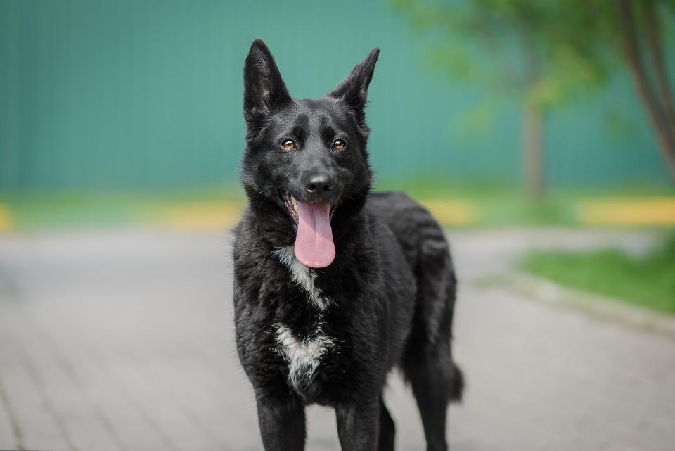 Moscow. - My, No rating, Dog, In good hands, Helping animals, Video, Longpost, Moscow, Animal shelter