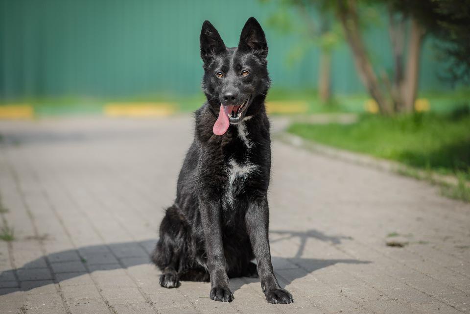 Moscow. - My, No rating, Dog, In good hands, Helping animals, Video, Longpost, Moscow, Animal shelter