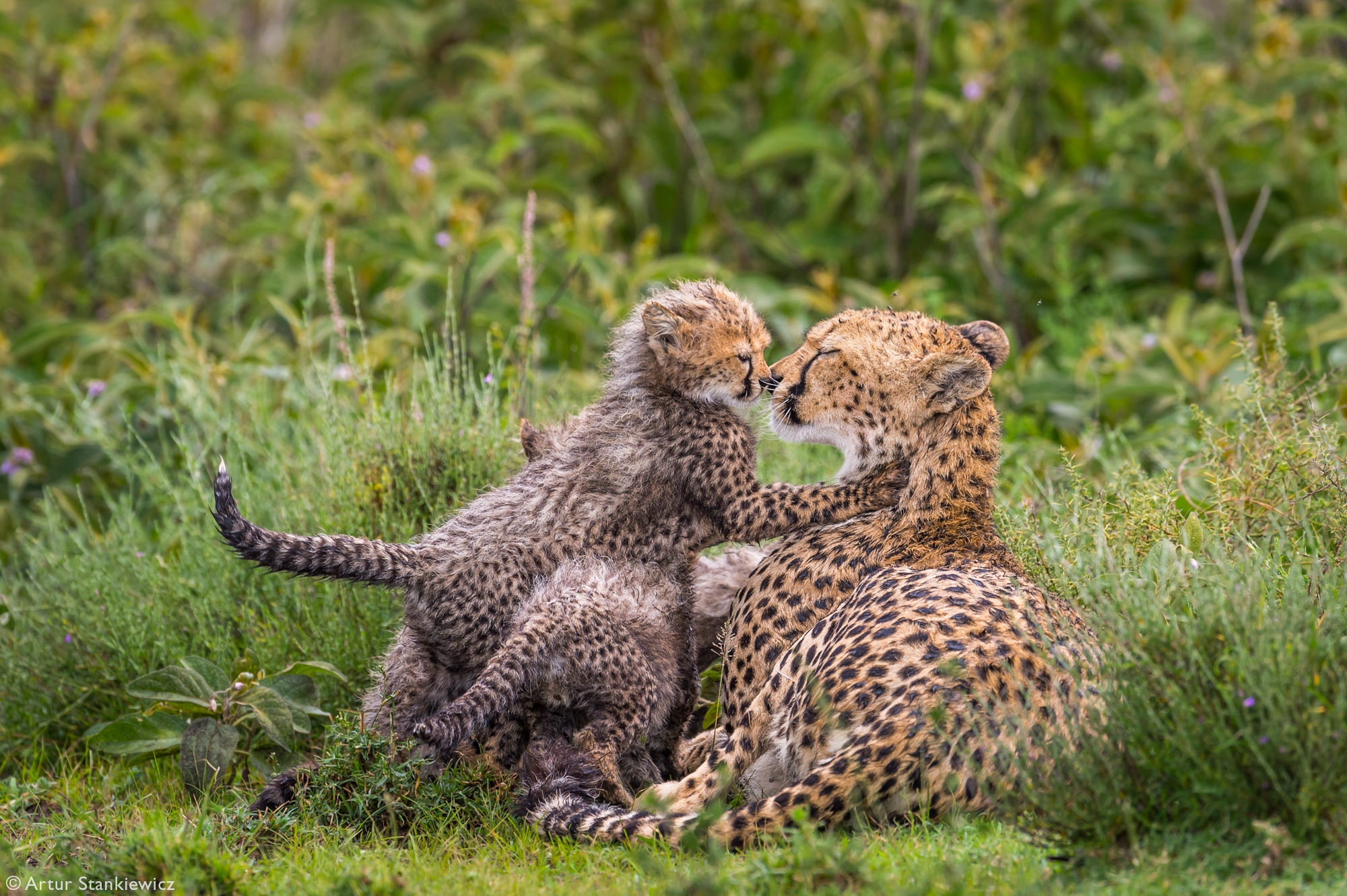 Wild cubs with parents 2 - The photo, Young, Africa, Reserves and sanctuaries, Wild animals, Longpost, wildlife, a lion, Lioness, , Lion cubs, Cheetah, Spotted Hyena, Gorilla, Elephants, Meerkat, Fox, Jackal, Warthog, Leopard, Giraffe