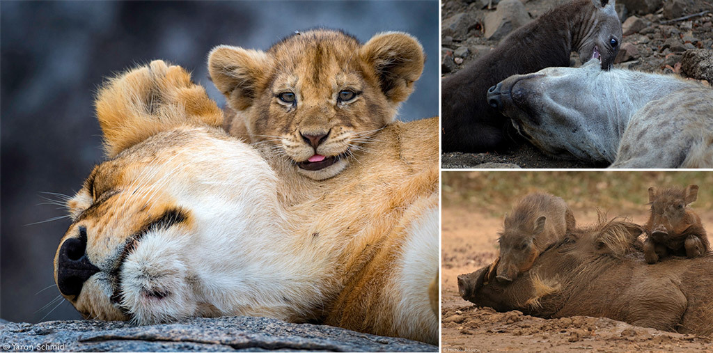 Wild cubs with parents 2 - The photo, Young, Africa, Reserves and sanctuaries, Wild animals, Longpost, wildlife, a lion, Lioness, , Lion cubs, Cheetah, Spotted Hyena, Gorilla, Elephants, Meerkat, Fox, Jackal, Warthog, Leopard, Giraffe