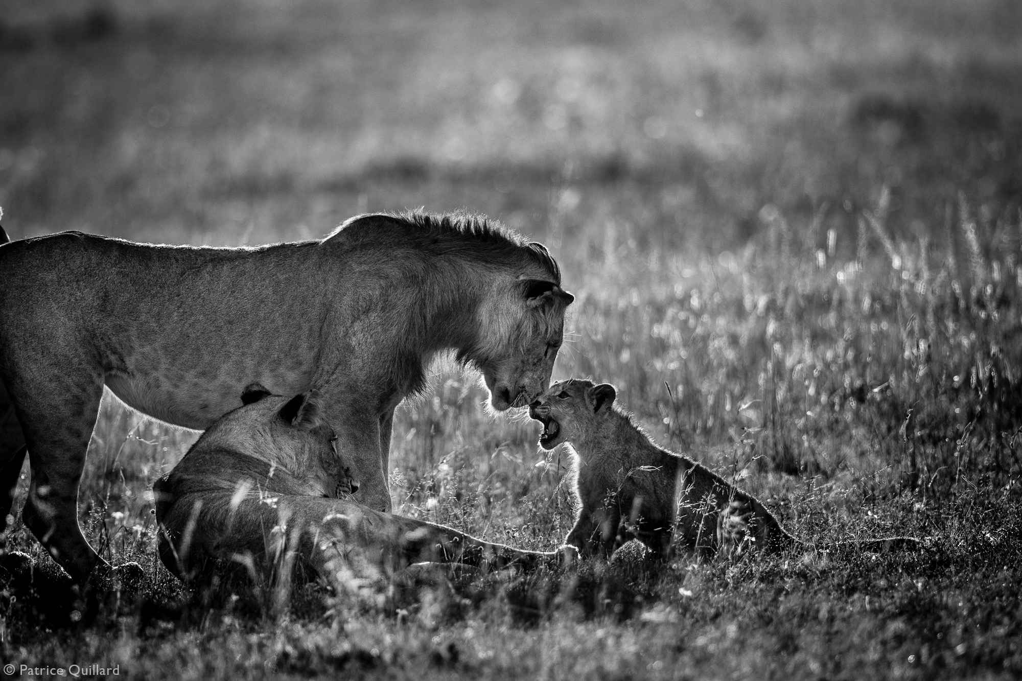 Wild cubs with parents 2 - The photo, Young, Africa, Reserves and sanctuaries, Wild animals, Longpost, wildlife, a lion, Lioness, , Lion cubs, Cheetah, Spotted Hyena, Gorilla, Elephants, Meerkat, Fox, Jackal, Warthog, Leopard, Giraffe