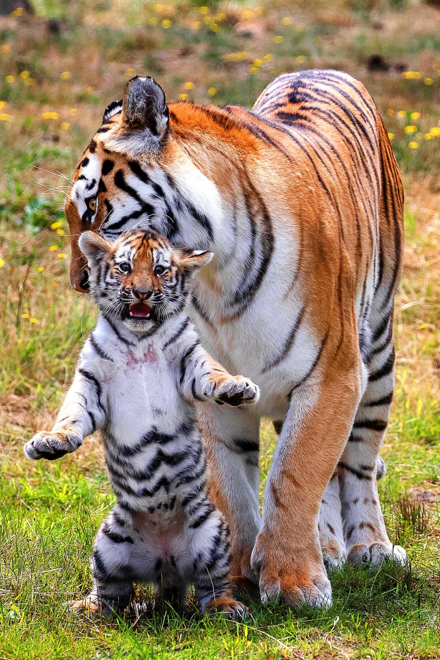 Let me in! - Tiger, Tiger cubs, Big cats, Cat family, Wild animals, Predatory animals, Milota, Redheads, , The photo