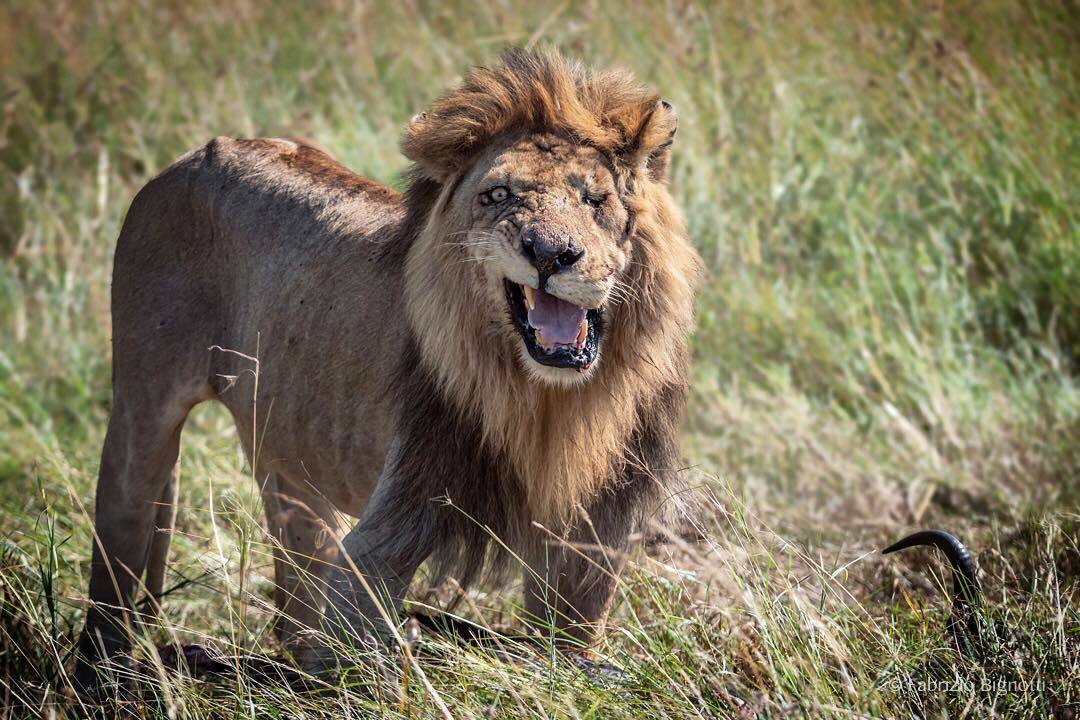 Lion named Jicho Moja (One-Eyed) - a lion, Big cats, Cat family, Predatory animals, Wild animals, wildlife, The photo, Reserves and sanctuaries, , Africa, Kenya, Masai Mara