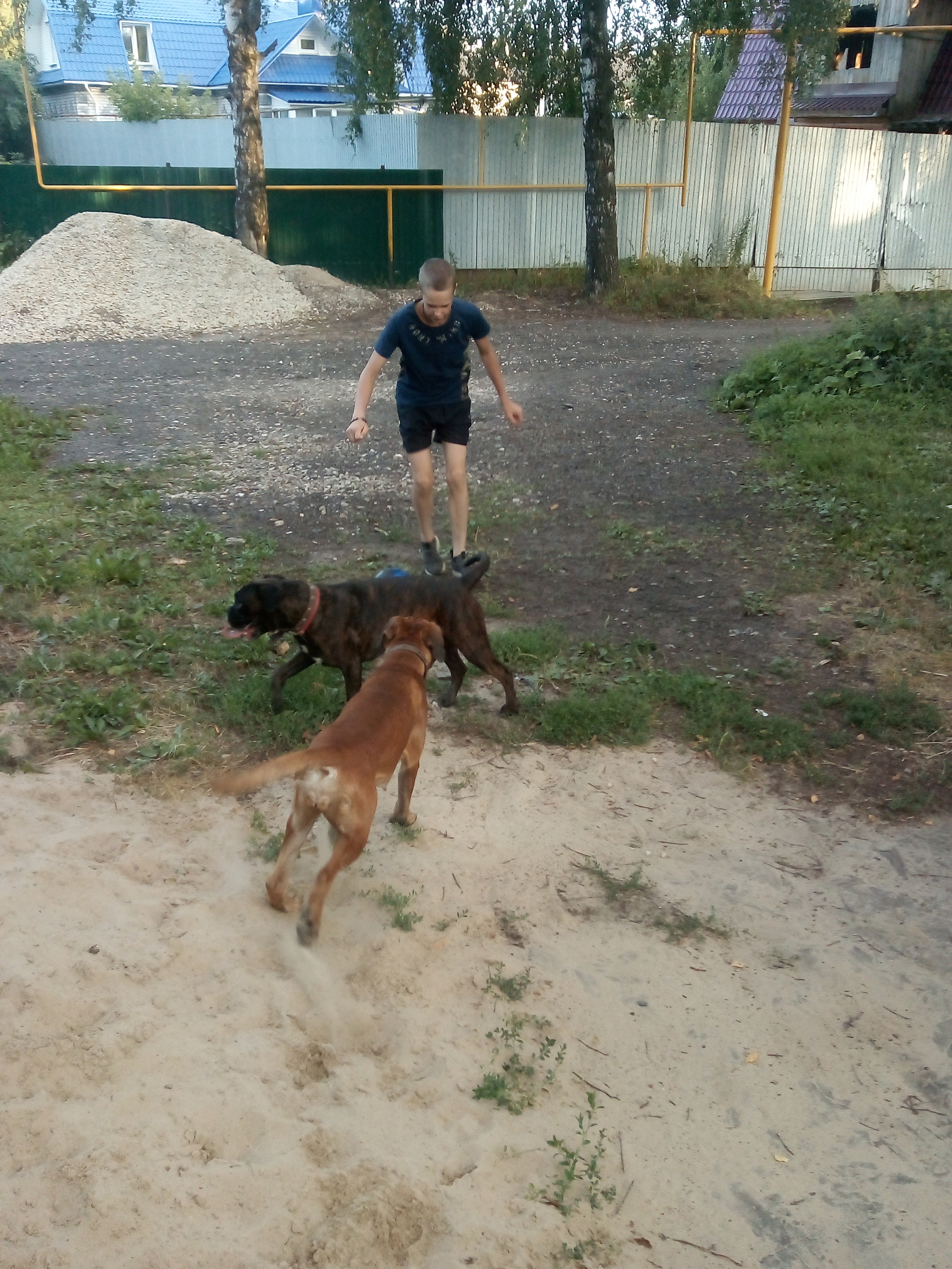 Football unites - My, Dog, German boxer, Longpost, Children