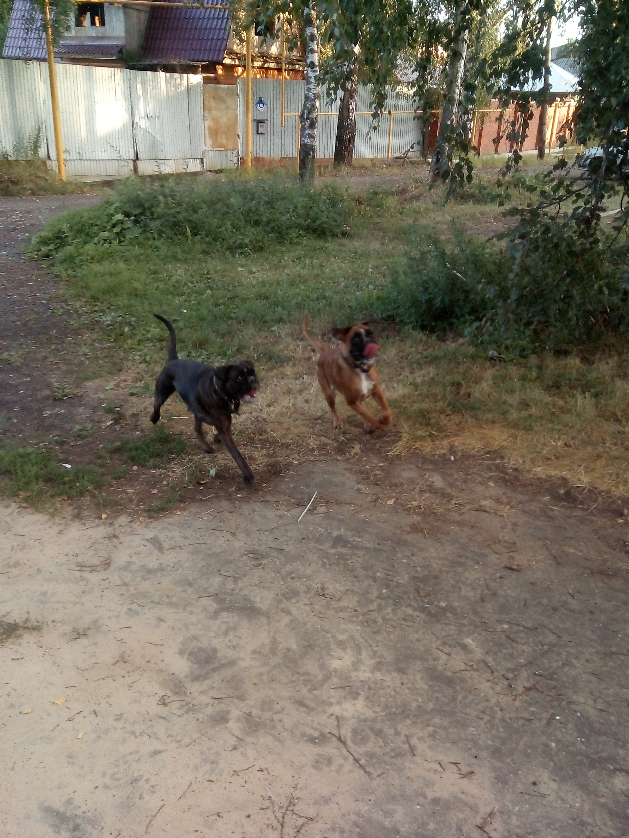 Football unites - My, Dog, German boxer, Longpost, Children