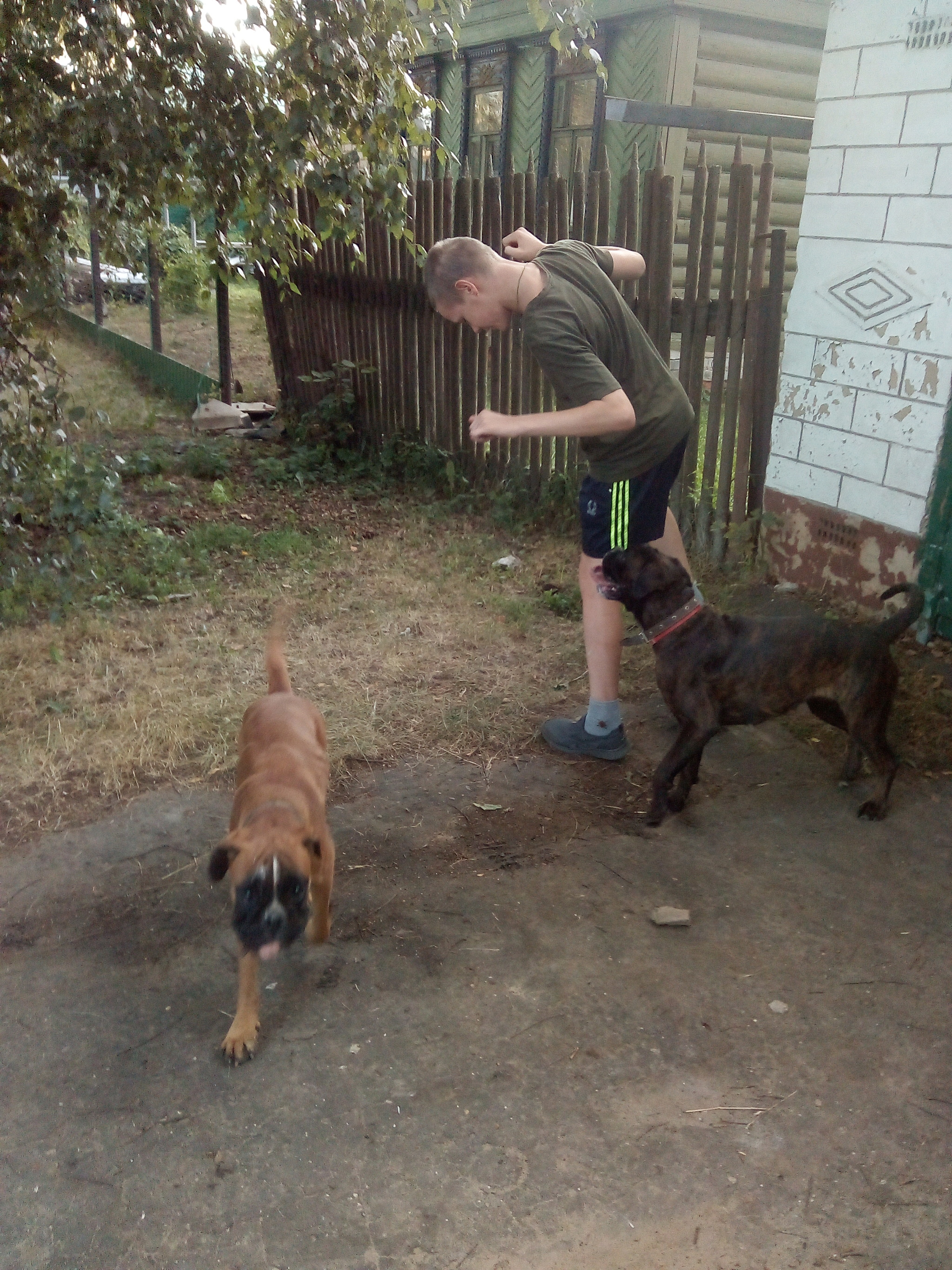 Football unites - My, Dog, German boxer, Longpost, Children