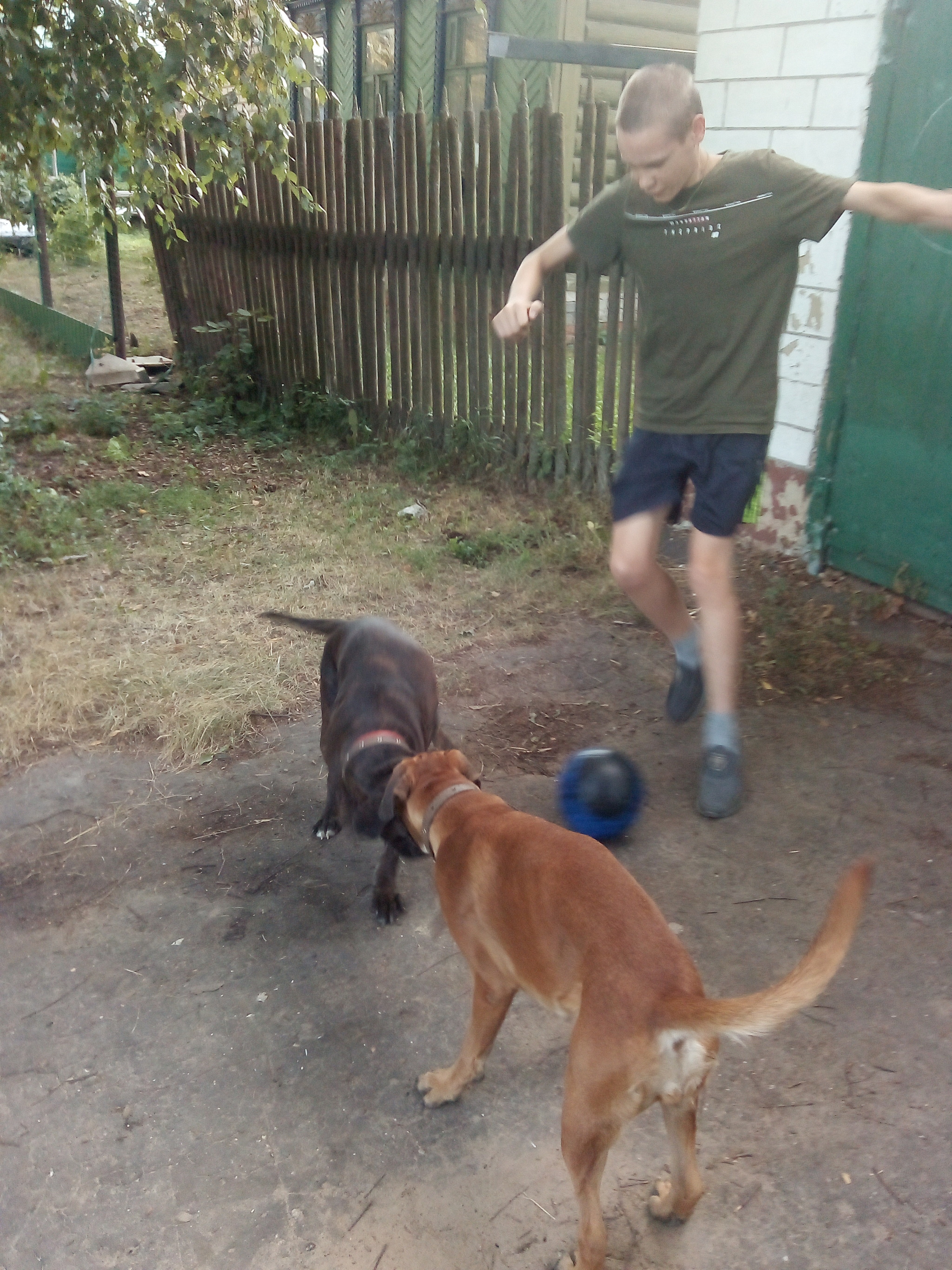 Football unites - My, Dog, German boxer, Longpost, Children