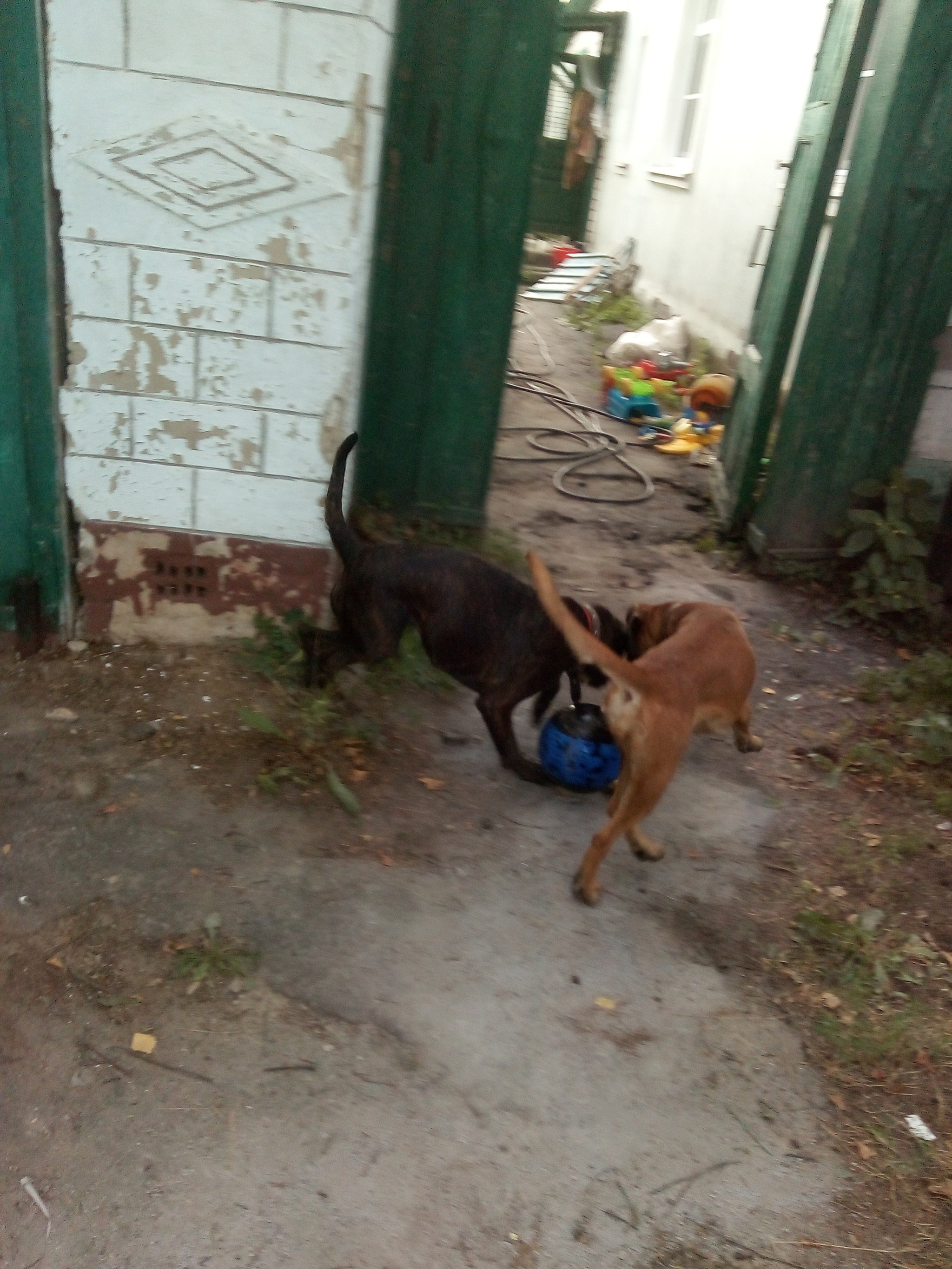 Football unites - My, Dog, German boxer, Longpost, Children