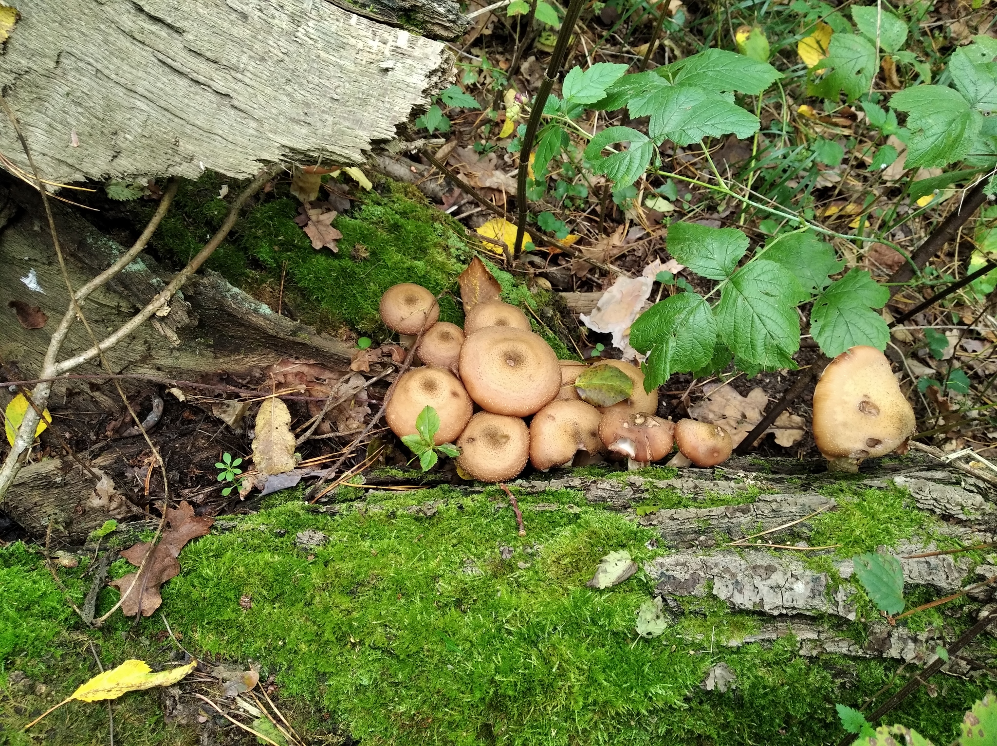 Mushrooms for ejection - My, Mushrooms, Honey mushrooms, Autumn, Mistrust, Silent hunt, Longpost