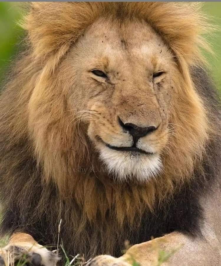 Looks like this cat is on to something. - a lion, Big cats, Cat family, Predatory animals, Wild animals, The photo, Smirk