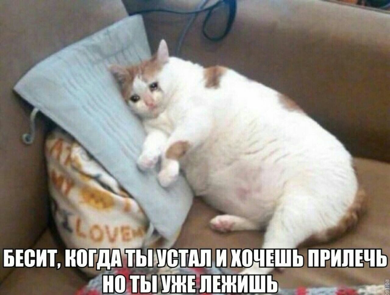 My sincere feelings, after work... - My, Images, Picture with text, The photo, cat, Animals, Fat cats, Memes